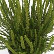 Vřes obecný (Sunset girls®) 'Zelia' - Calluna vulgaris (Sunset girls®) 'Zelia'