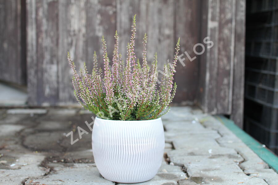 Vřes obecný 'Amethyst' (Garden girls®) - Calluna vulgaris 'Amethyst' (Garden girls®)