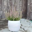 Vřes obecný 'Amethyst' (Garden girls®) - Calluna vulgaris 'Amethyst' (Garden girls®)