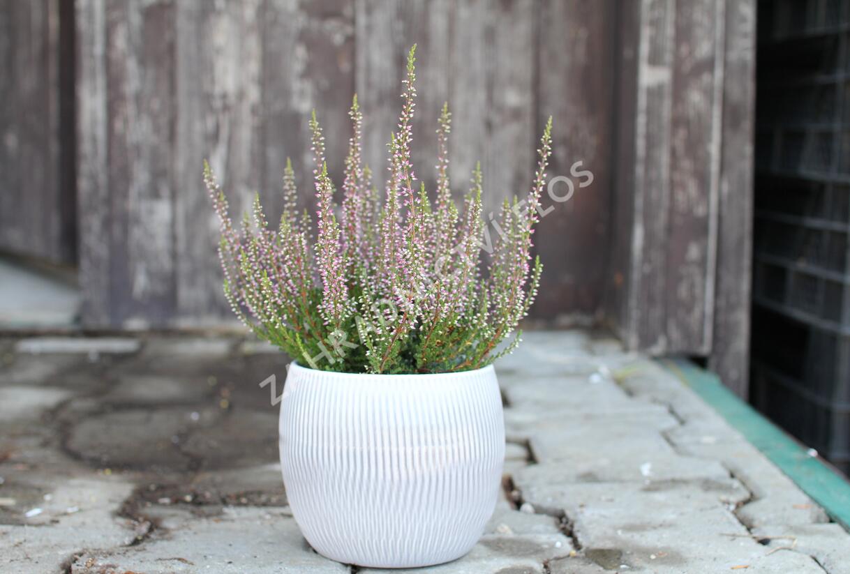 Vřes obecný 'Amethyst' (Garden girls®) - Calluna vulgaris 'Amethyst' (Garden girls®)