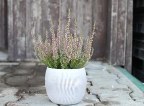 Vřes obecný 'Amethyst' (Garden girls®) - Calluna vulgaris 'Amethyst' (Garden girls®)