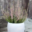 Vřes obecný 'Amethyst' (Garden girls®) - Calluna vulgaris 'Amethyst' (Garden girls®)