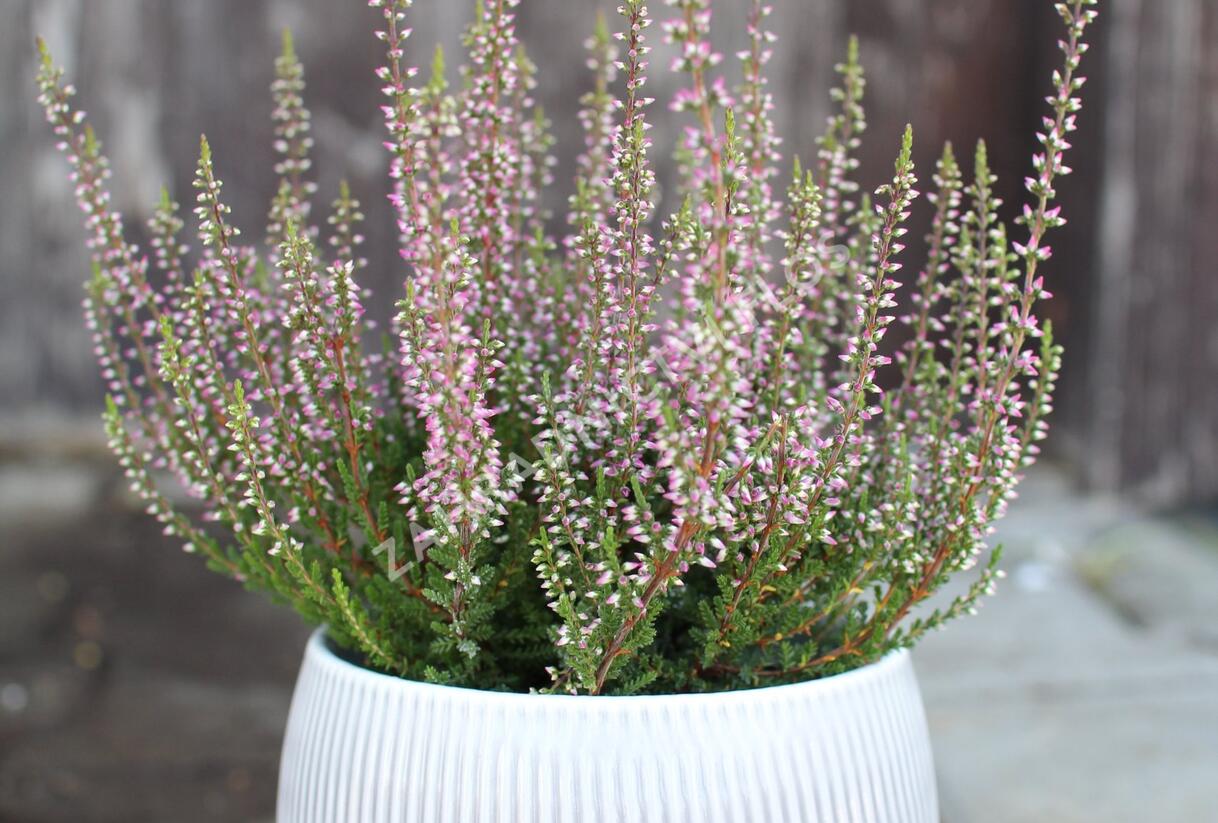 Vřes obecný 'Amethyst' (Garden girls®) - Calluna vulgaris 'Amethyst' (Garden girls®)