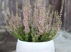 Vřes obecný 'Amethyst' (Garden girls®) - Calluna vulgaris 'Amethyst' (Garden girls®)