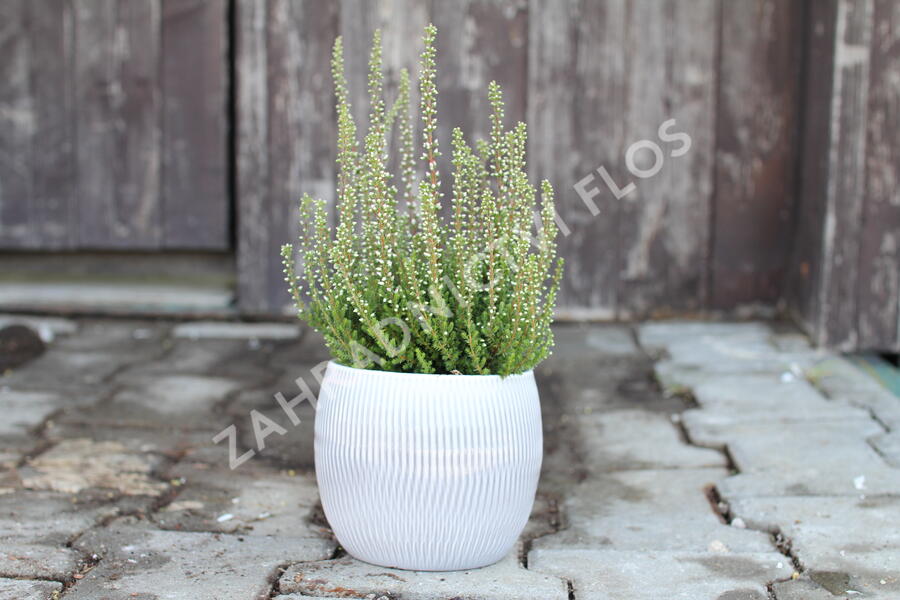Vřes obecný 'Maggy' (Garden girls®) - Calluna vulgaris 'Maggy' (Garden girls®)