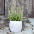 Vřes obecný 'Maggy' (Garden girls®) - Calluna vulgaris 'Maggy' (Garden girls®)