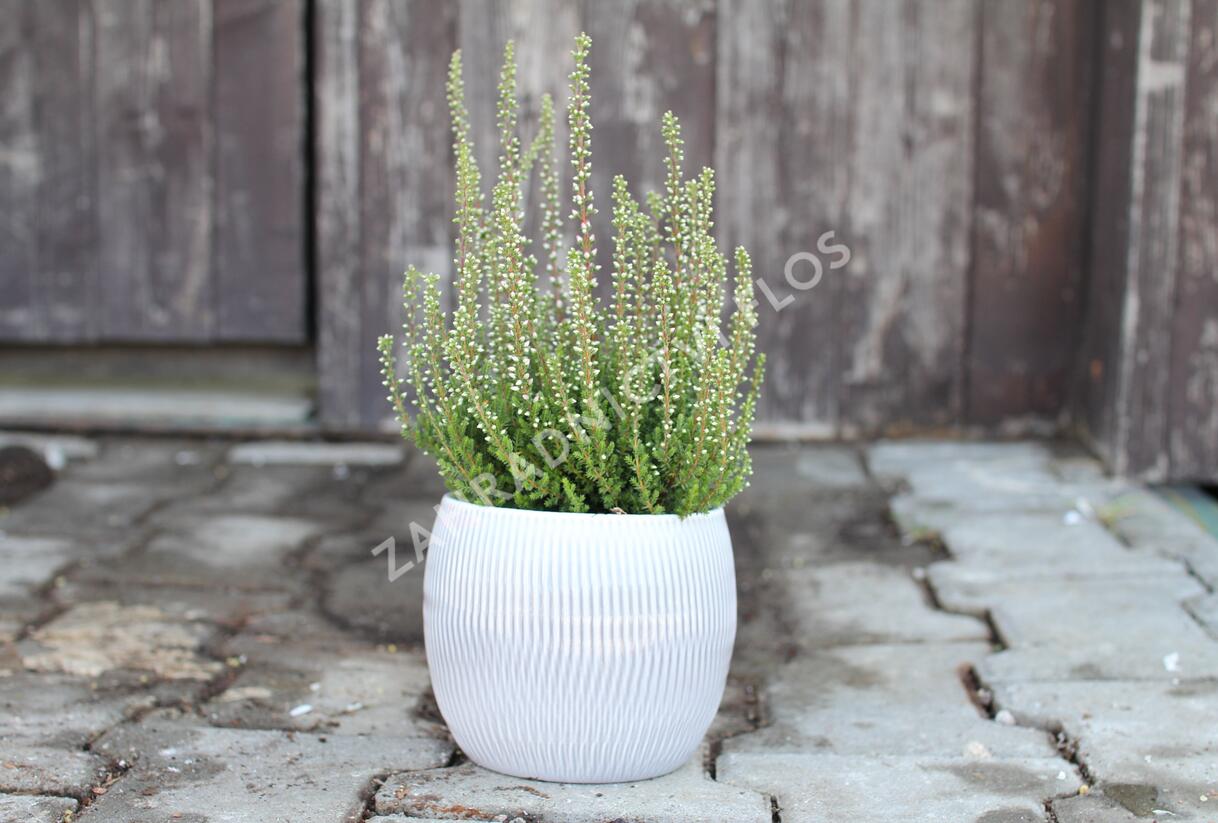 Vřes obecný 'Maggy' (Garden girls®) - Calluna vulgaris 'Maggy' (Garden girls®)