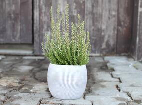 Vřes obecný 'Maggy' (Garden girls®) - Calluna vulgaris 'Maggy' (Garden girls®)