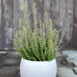 Vřes obecný 'Maggy' (Garden girls®) - Calluna vulgaris 'Maggy' (Garden girls®)