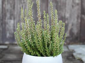 Vřes obecný 'Maggy' (Garden girls®) - Calluna vulgaris 'Maggy' (Garden girls®)