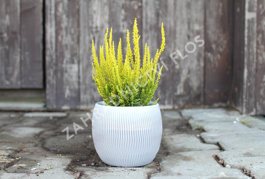 Vřes obecný (Sunset girls®) 'Zelda' - Calluna vulgaris (Sunset girls®) 'Zelda'