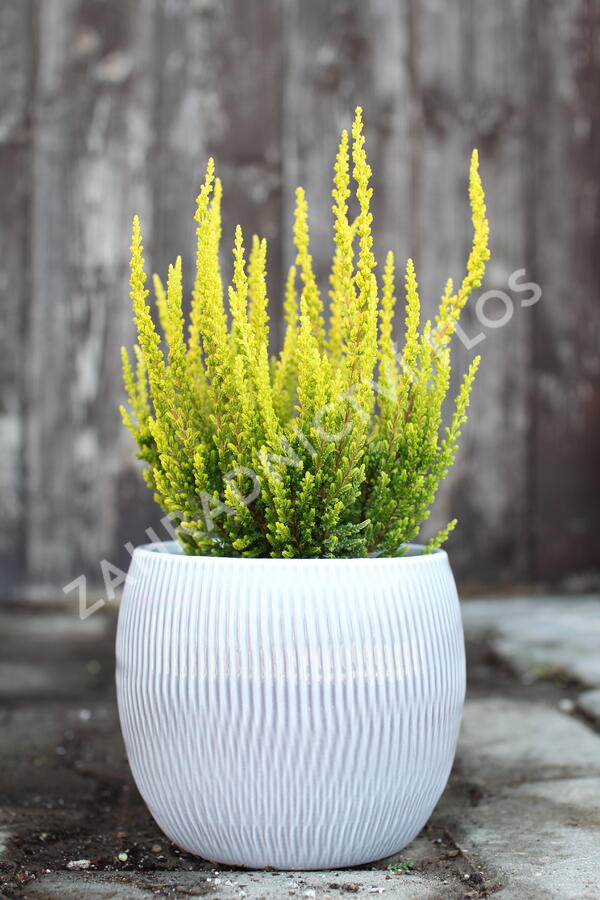 Vřes obecný (Sunset girls®) 'Zelda' - Calluna vulgaris (Sunset girls®) 'Zelda'