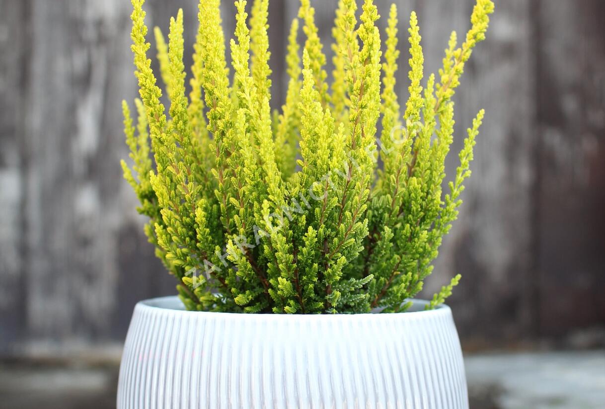 Vřes obecný (Sunset girls®) 'Zelda' - Calluna vulgaris (Sunset girls®) 'Zelda'