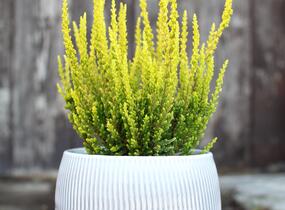 Vřes obecný (Sunset girls®) 'Zelda' - Calluna vulgaris (Sunset girls®) 'Zelda'