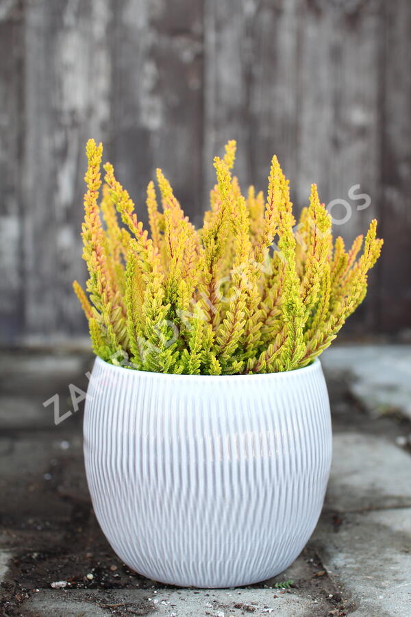 Vřes obecný (Sunset girls®) 'Zoe' - Calluna vulgaris (Sunset girls®) 'Zoe'