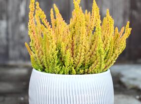 Vřes obecný (Sunset girls®) 'Zoe' - Calluna vulgaris (Sunset girls®) 'Zoe'