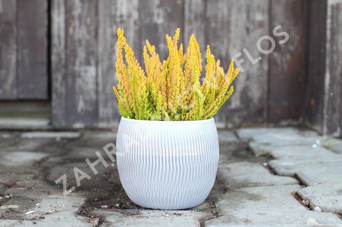 Vřes obecný (Sunset girls®) 'Zoe' - Calluna vulgaris (Sunset girls®) 'Zoe'