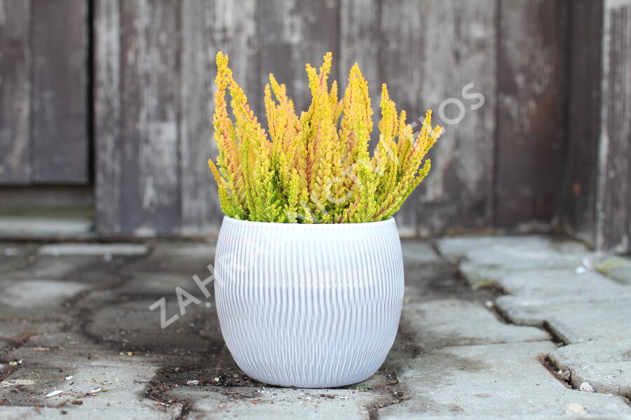 Vřes obecný (Sunset girls®) 'Zoe' - Calluna vulgaris (Sunset girls®) 'Zoe'