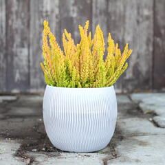 Vřes obecný (Sunset girls®) 'Zoe' - Calluna vulgaris (Sunset girls®) 'Zoe'