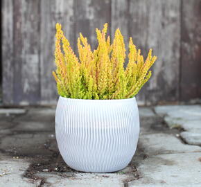 Vřes obecný (Sunset girls®) 'Zoe' - Calluna vulgaris (Sunset girls®) 'Zoe'