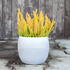 Calluna vulgaris (Sunset girls®) 'Zoe'_02.JPG