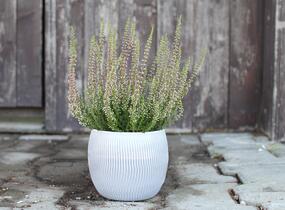 Vřes obecný 'Athene' (Garden girls®) - Calluna vulgaris 'Athene' (Garden girls®)