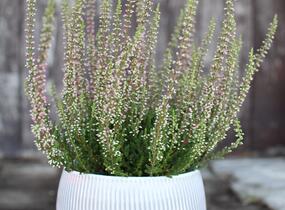 Vřes obecný 'Athene' (Garden girls®) - Calluna vulgaris 'Athene' (Garden girls®)