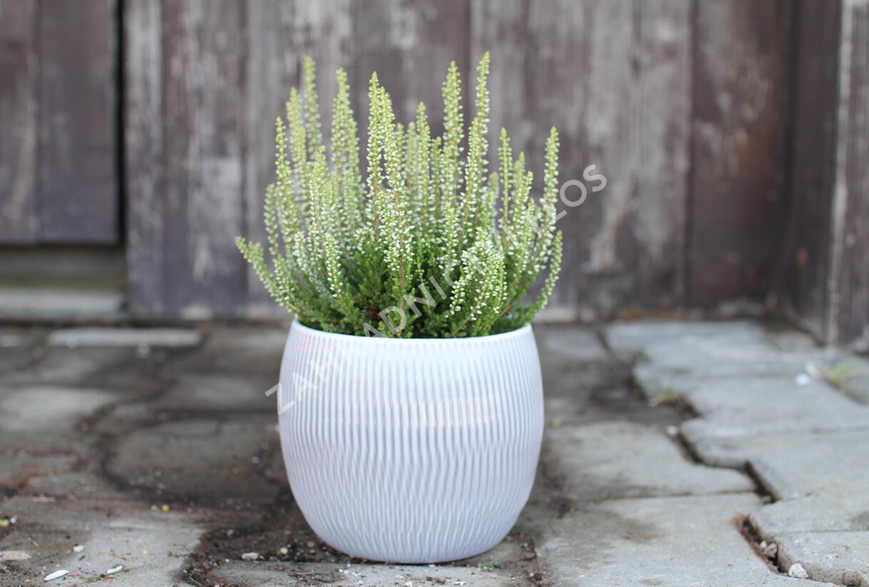 Vřes obecný 'Coco' (Garden girls®) - Calluna vulgaris 'Coco' (Garden girls®)