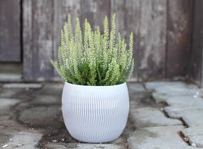 Vřes obecný 'Coco' (Garden girls®) - Calluna vulgaris 'Coco' (Garden girls®)