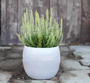 Vřes obecný 'Coco' (Garden girls®) - Calluna vulgaris 'Coco' (Garden girls®)