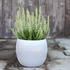 Calluna vulgaris 'Coco' (Garden girls®)_02.JPG