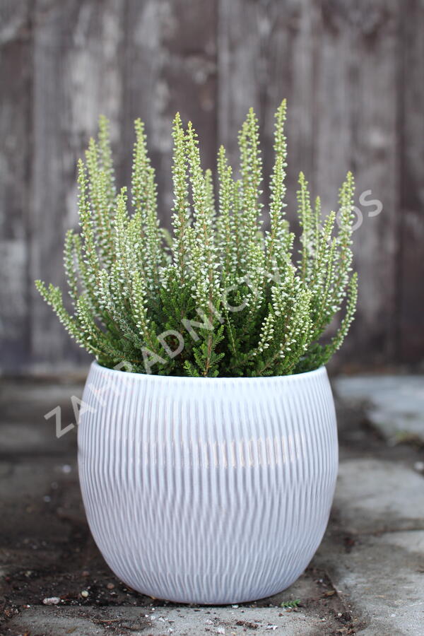 Vřes obecný 'Coco' (Garden girls®) - Calluna vulgaris 'Coco' (Garden girls®)