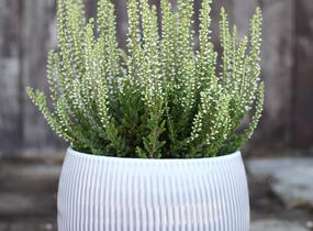 Vřes obecný 'Coco' (Garden girls®) - Calluna vulgaris 'Coco' (Garden girls®)