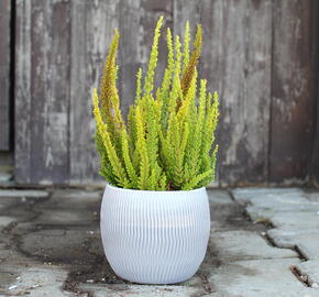 Vřes obecný (Sunset girls®) 'Trio Zoe, Zelda, Zorina' - Calluna vulgaris (Sunset girls®) 'Trio Zoe, Zelda, Zorina'