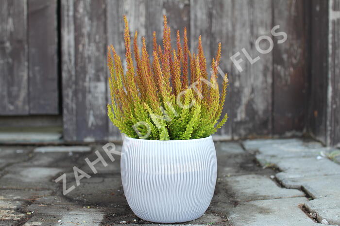 Vřes obecný (Sunset girls®) 'Zorina' - Calluna vulgaris (Sunset girls®) 'Zorina'