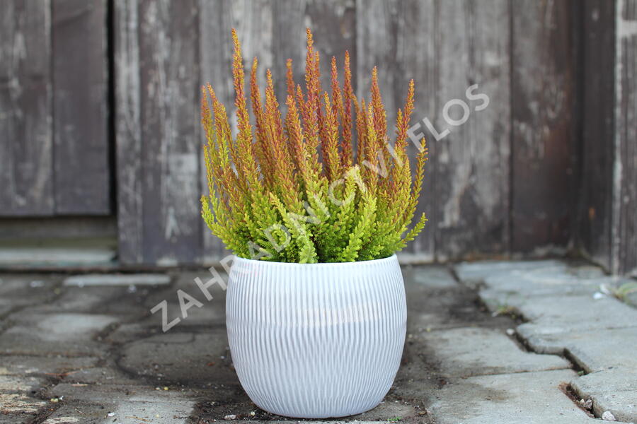 Vřes obecný (Sunset girls®) 'Zorina' - Calluna vulgaris (Sunset girls®) 'Zorina'