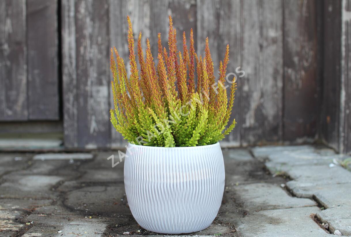 Vřes obecný (Sunset girls®) 'Zorina' - Calluna vulgaris (Sunset girls®) 'Zorina'