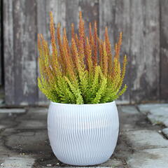 Vřes obecný (Sunset girls®) 'Zorina' - Calluna vulgaris (Sunset girls®) 'Zorina'