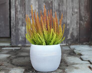 Vřes obecný (Sunset girls®) 'Zorina'