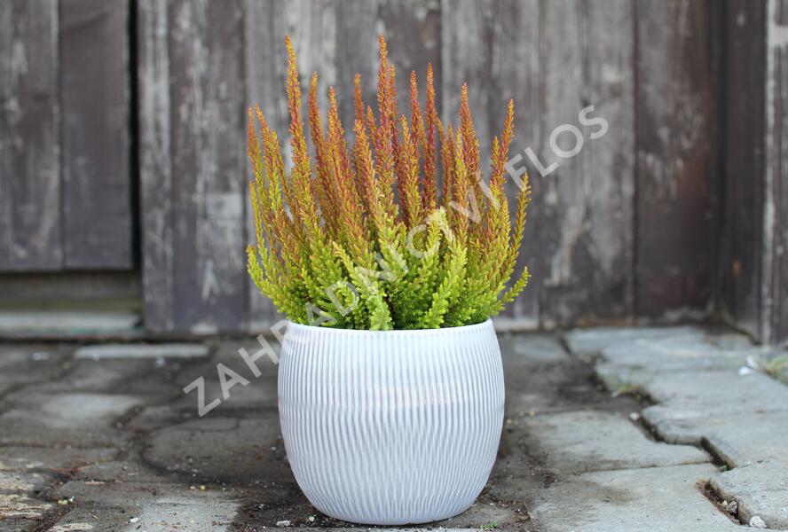 Vřes obecný (Sunset girls®) 'Zorina' - Calluna vulgaris (Sunset girls®) 'Zorina'