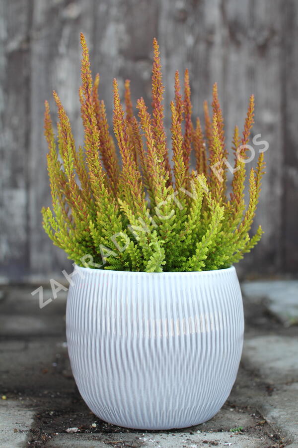 Vřes obecný (Sunset girls®) 'Zorina' - Calluna vulgaris (Sunset girls®) 'Zorina'