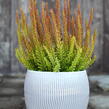 Vřes obecný (Sunset girls®) 'Zorina' - Calluna vulgaris (Sunset girls®) 'Zorina'