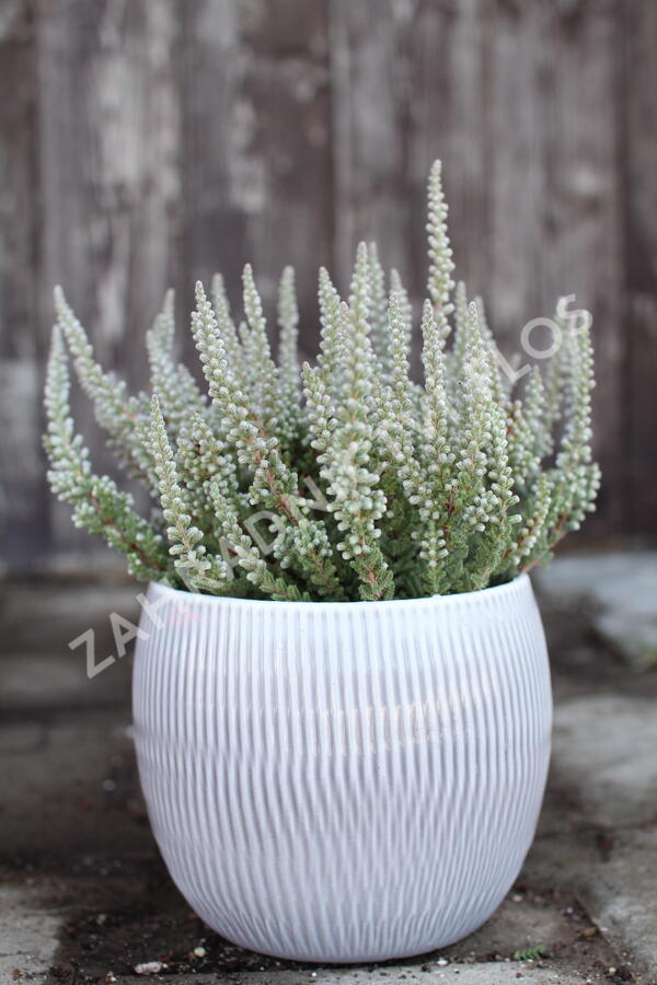 Vřes obecný (Sunset girls®) 'Zilly' - Calluna vulgaris (Sunset girls®) 'Zilly'