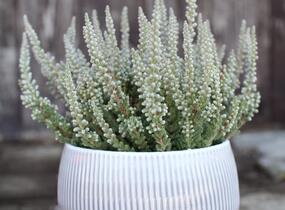 Vřes obecný (Sunset girls®) 'Zilly' - Calluna vulgaris (Sunset girls®) 'Zilly'