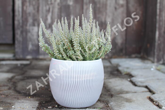 Vřes obecný (Sunset girls®) 'Zilly' - Calluna vulgaris (Sunset girls®) 'Zilly'