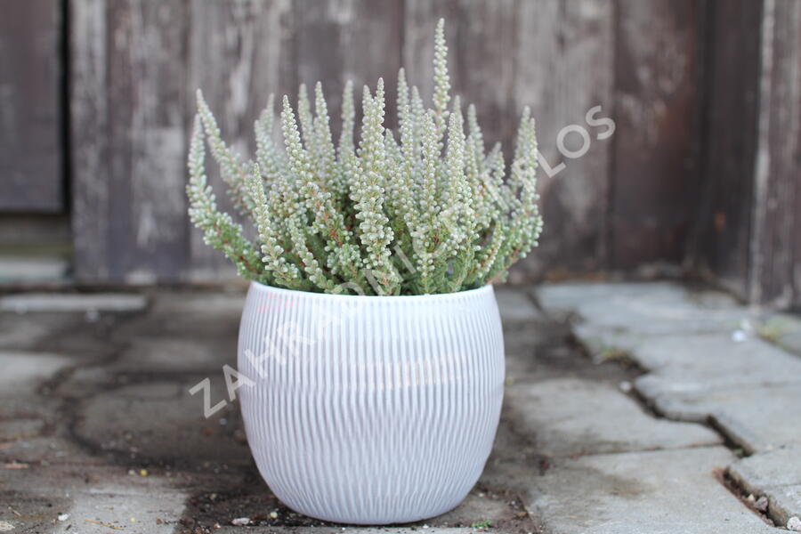 Vřes obecný (Sunset girls®) 'Zilly' - Calluna vulgaris (Sunset girls®) 'Zilly'