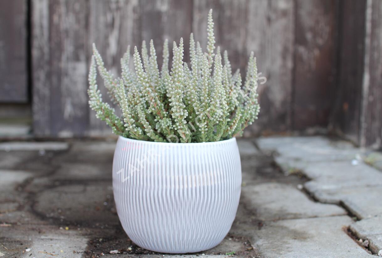 Vřes obecný (Sunset girls®) 'Zilly' - Calluna vulgaris (Sunset girls®) 'Zilly'
