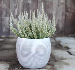 Vřes obecný (Sunset girls®) 'Zilly' - Calluna vulgaris (Sunset girls®) 'Zilly'