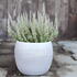 Calluna vulgaris (Sunset girls®) 'Zilly'_03.JPG