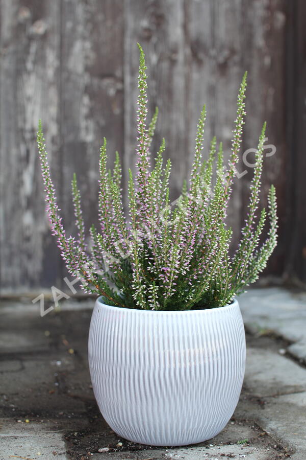 Vřes obecný 'Liletta' (Garden girls®) - Calluna vulgaris 'Liletta' (Garden girls®)